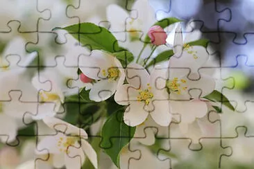 OK jigsaw puzzle