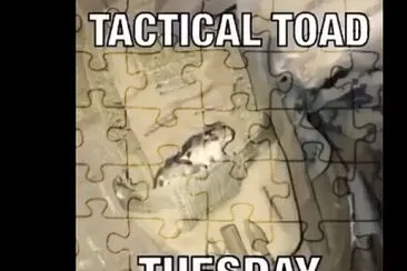 פאזל של Tactical toad