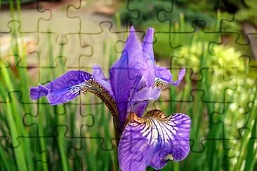 irys syberyjski jigsaw puzzle