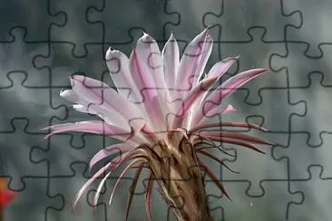 kaktus jigsaw puzzle