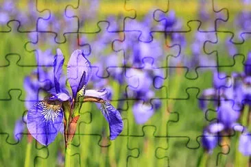 OK jigsaw puzzle