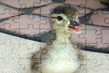 Pato bebe jigsaw puzzle