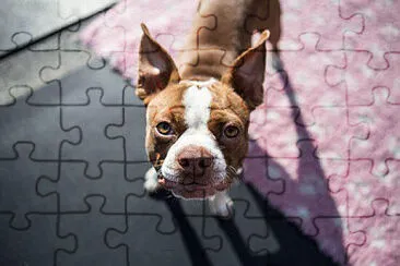 Toy jigsaw puzzle