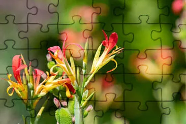 OK jigsaw puzzle