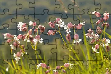 OK jigsaw puzzle