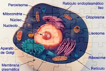 LA CÉLULA ANIMAL