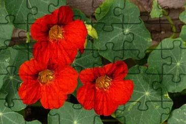 OK jigsaw puzzle