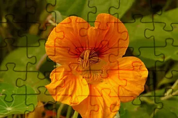 OK jigsaw puzzle