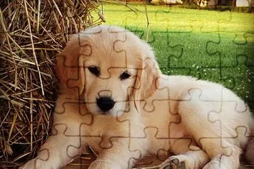 perrito ambar jigsaw puzzle