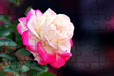 OK jigsaw puzzle