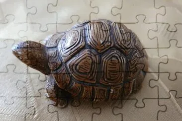 פאזל של turtle