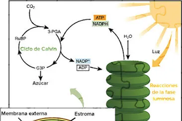 cliclo de calvin
