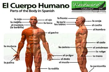 cuerpo humano