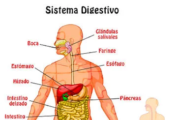 פאזל של sistema digestivo