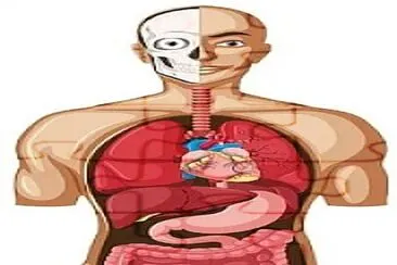 פאזל של anatomia 2