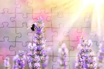 Bee on lavender jigsaw puzzle