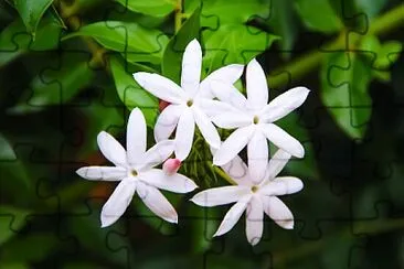 Star Jasmine