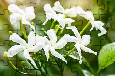 פאזל של Jasmine