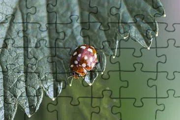 Toy jigsaw puzzle