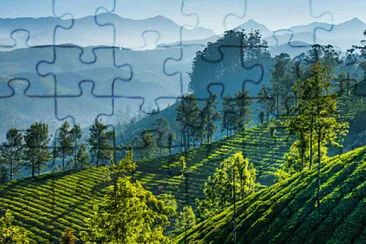 Toy jigsaw puzzle