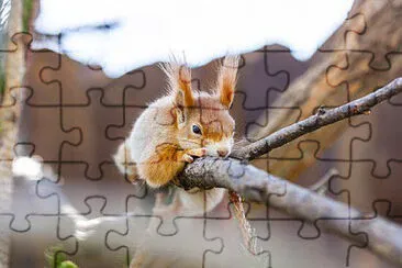 Toy jigsaw puzzle