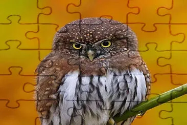 animales jigsaw puzzle