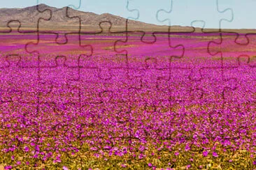 Toy jigsaw puzzle