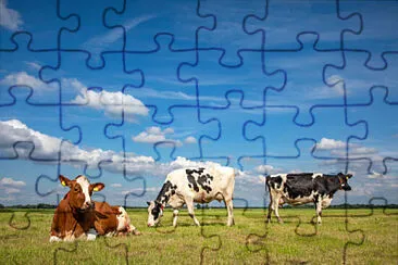 Toy jigsaw puzzle