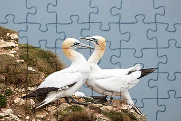 Toy jigsaw puzzle