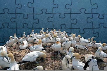 Toy jigsaw puzzle