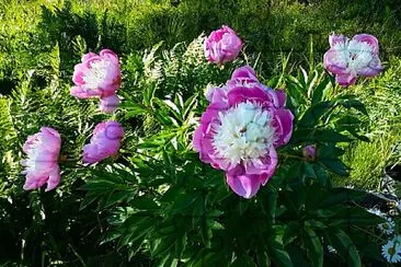 פאזל של Pink and White Peonies, Husarö, Sweden