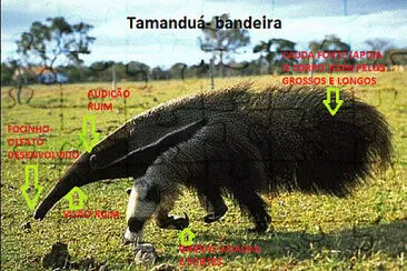 Tamanduá- bandeira zoo