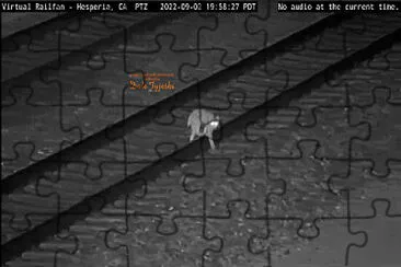 Bobcat crossing the tracks at night, in the Califoina desert