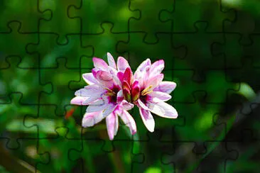 OK jigsaw puzzle