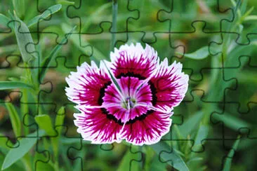 OK jigsaw puzzle