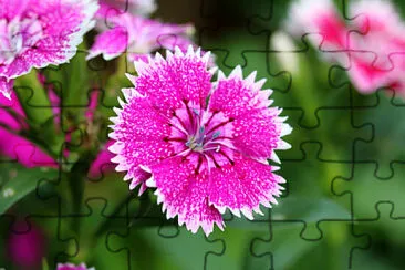 OK jigsaw puzzle