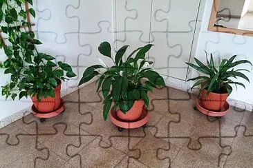 פאזל של plants