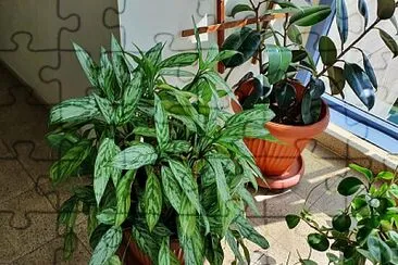 פאזל של plants