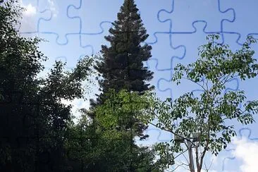 פאזל של שמירת התרגום trees