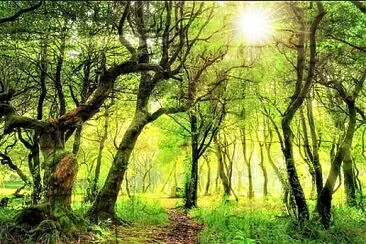 sunrays in the forest jigsaw puzzle