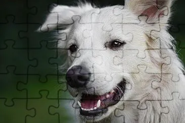 Toy jigsaw puzzle