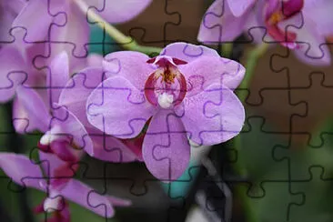 OK jigsaw puzzle