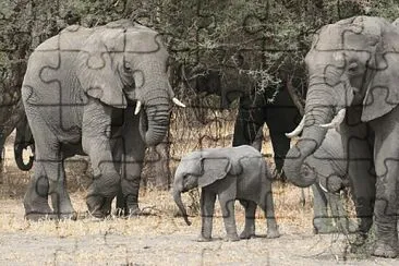 פאזל של Famille d 'éléphants