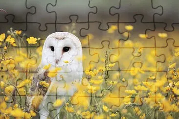 Toy jigsaw puzzle