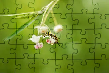 Toy jigsaw puzzle