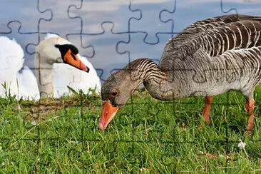 Toy jigsaw puzzle