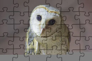 Toy jigsaw puzzle