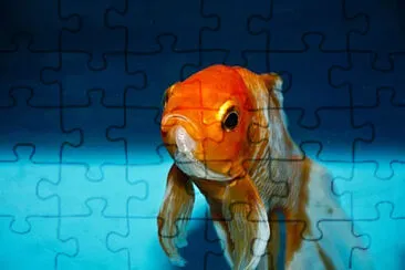 Toy jigsaw puzzle