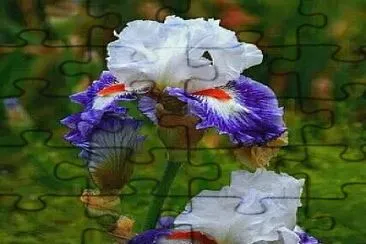 foto jigsaw puzzle