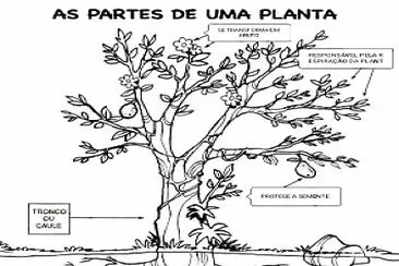 פאזל של partes da planta